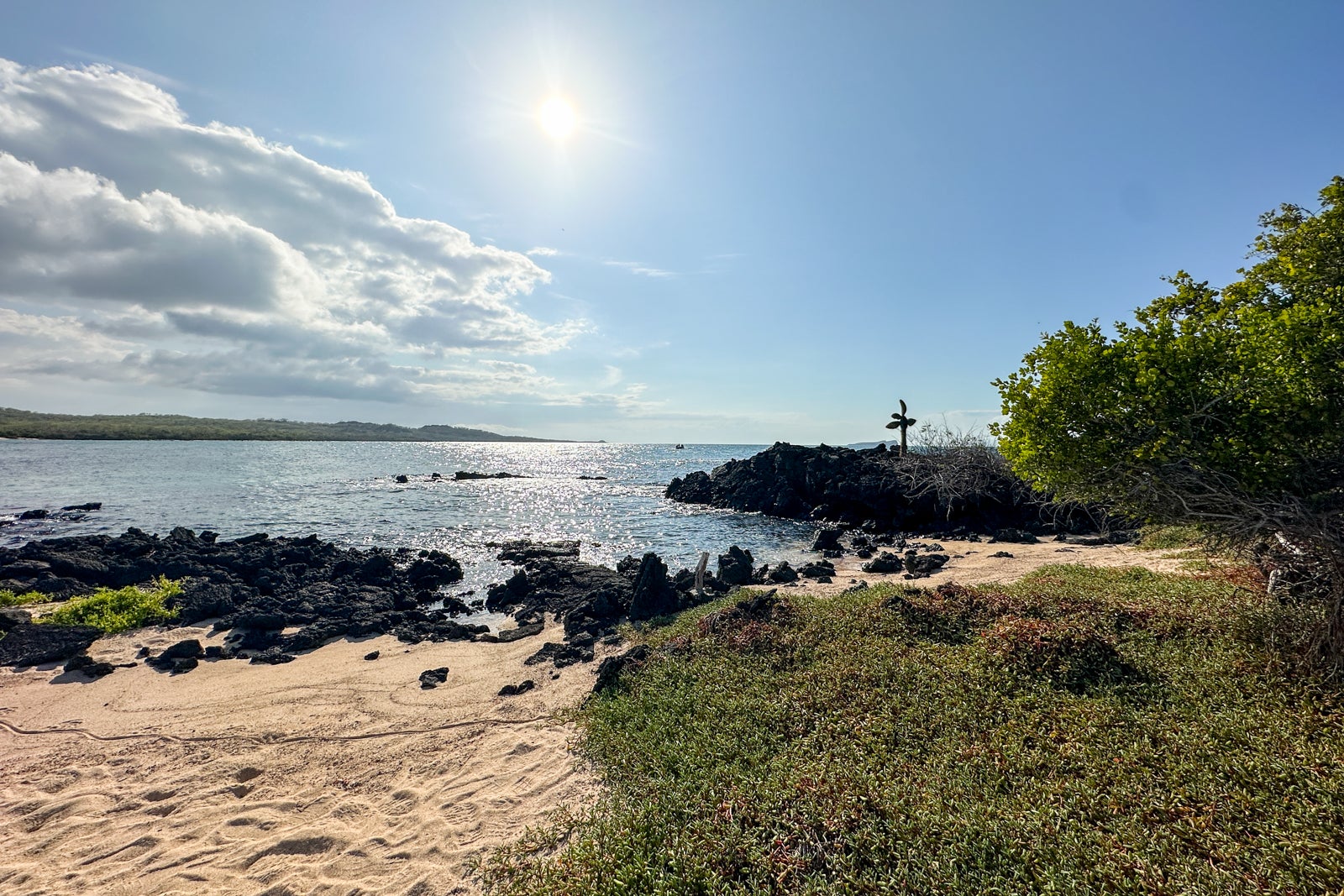 You are currently viewing Galapagos cruise guide: Best itineraries, planning tips and things to do