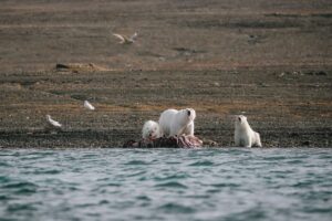 Read more about the article Is this place for real? Where polar bears hunt beluga whales in Arctic Canada