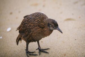 Read more about the article In defense of the bold and fearless weka: New Zealand’s most unruly bird