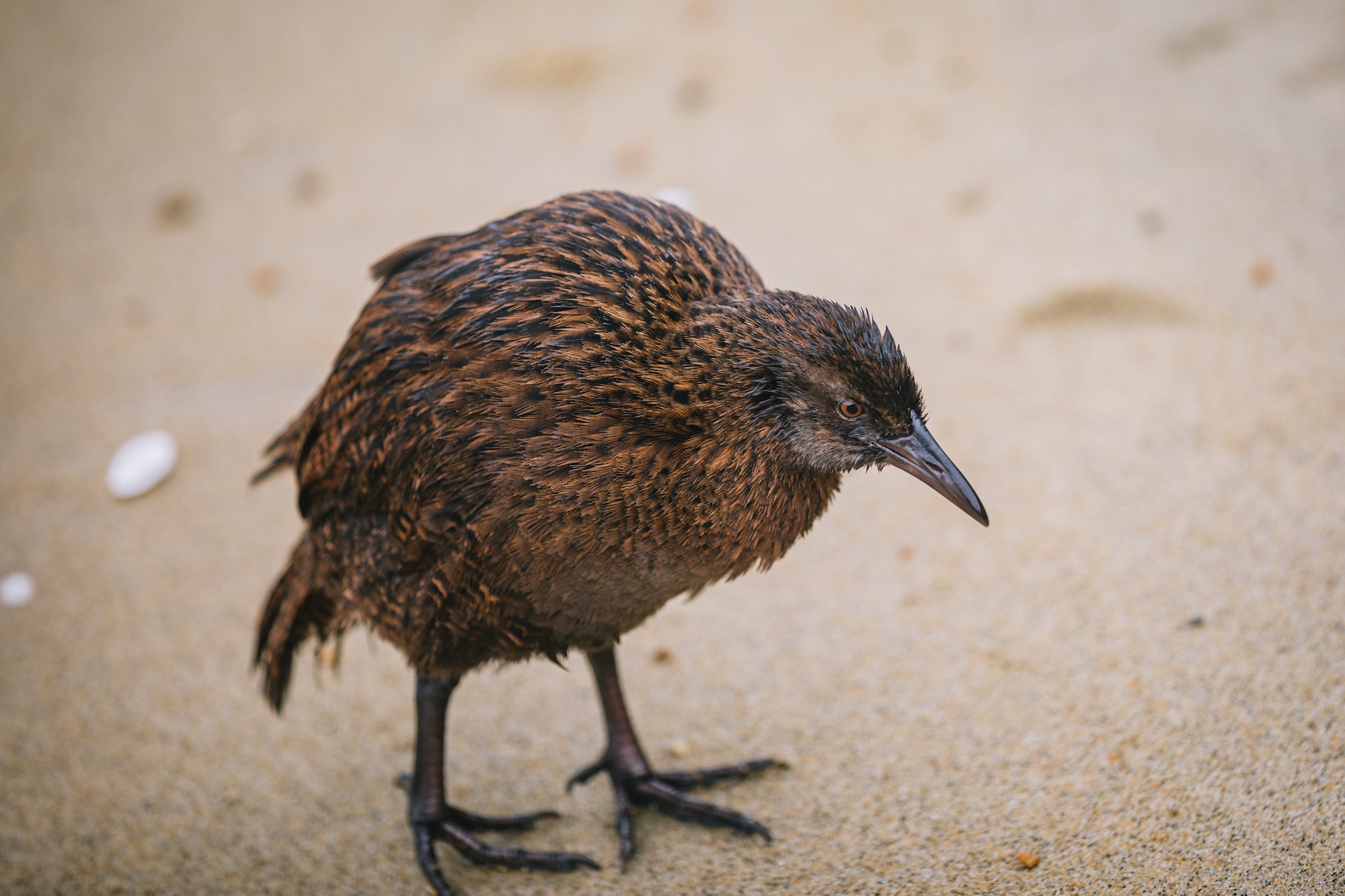 You are currently viewing In defense of the bold and fearless weka: New Zealand’s most unruly bird