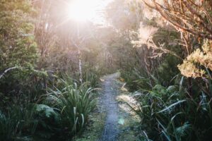 Read more about the article How the Heaphy Track become my new favorite Great Walk