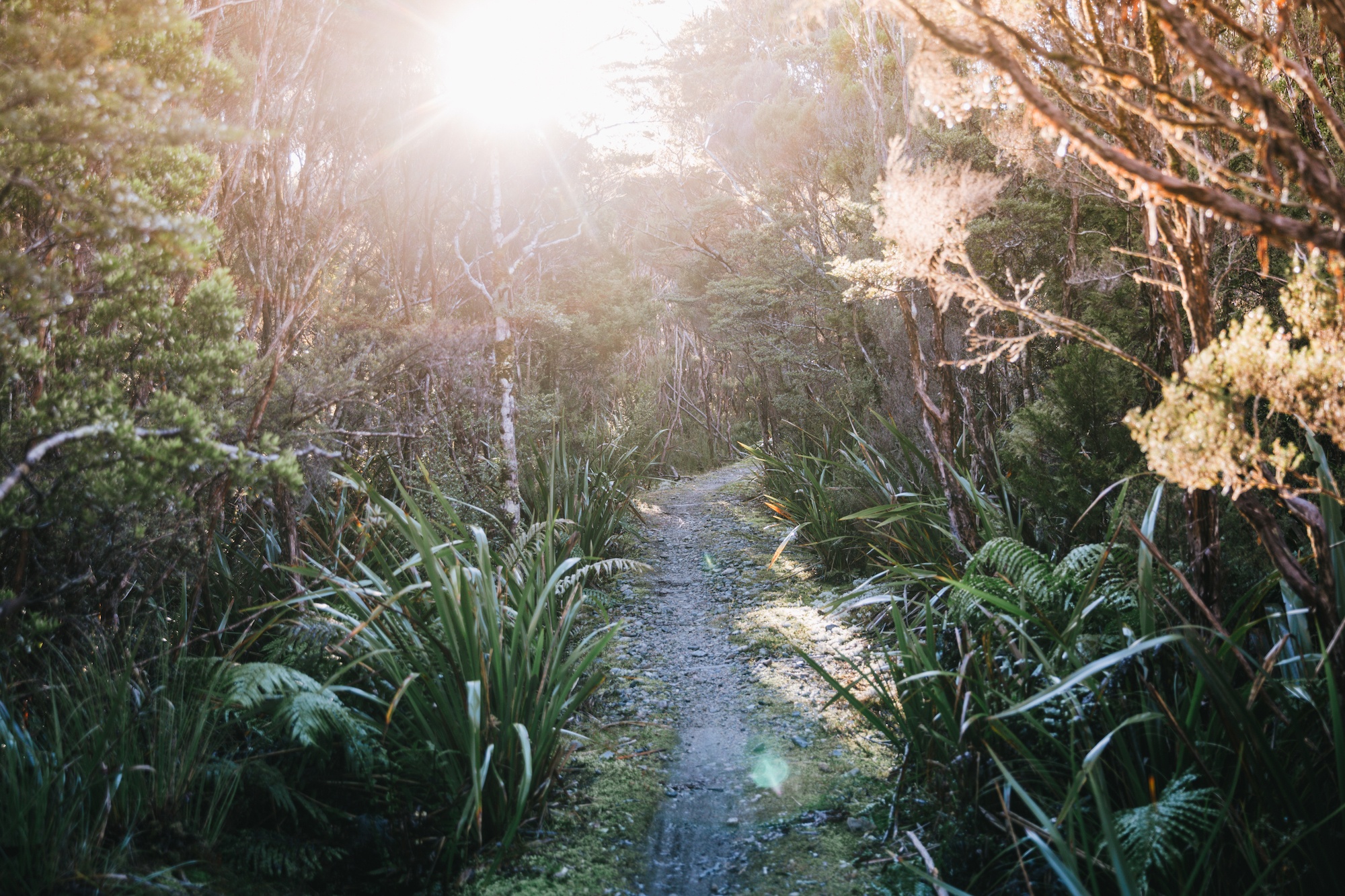 You are currently viewing How the Heaphy Track become my new favorite Great Walk