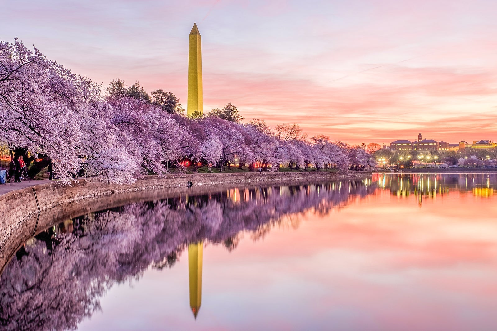 You are currently viewing The 11 best places to see cherry blossoms across the US this spring